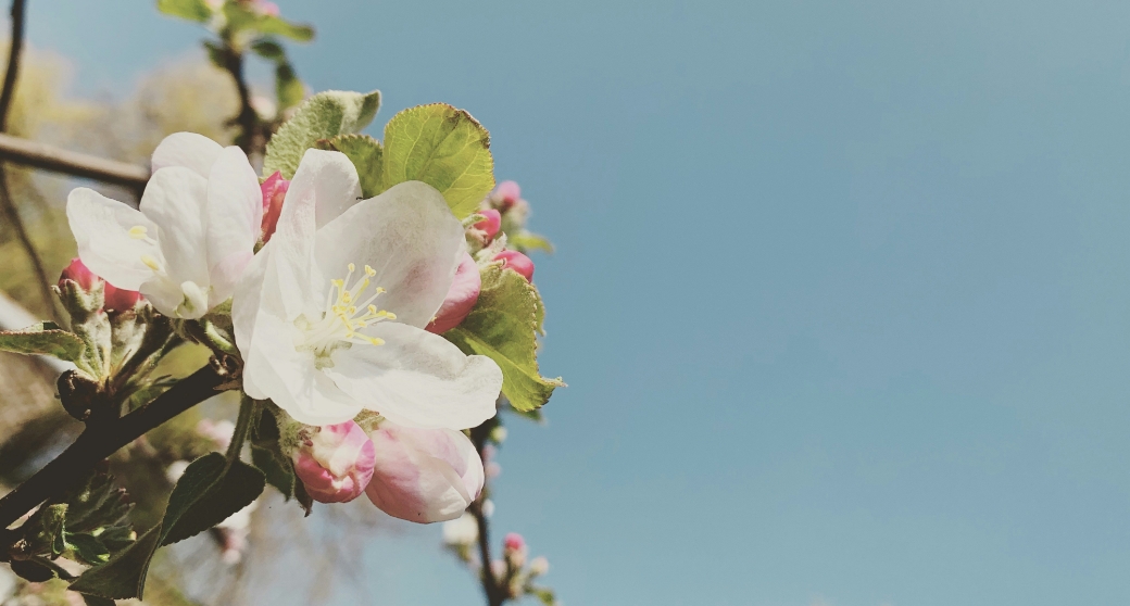 Blossom on tree